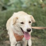 A78773e9 f9f4 451f 988a 2b3d32327017