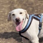 E00812e1 1ae6 4451 a5b6 329d8e2fdb3c