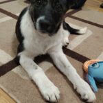 0a4617bd 3874 4725 b2fd 24ff67254ce9