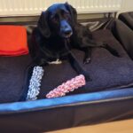 3258556a 50e5 4d68 bb44 2bbc7b5e0384