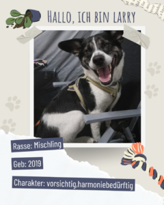 Blau beige zerrissen steckbrief haustier foto instagram post