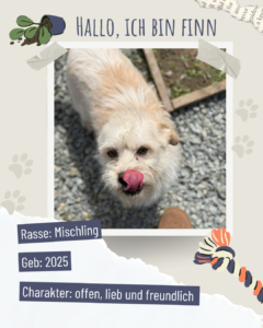 Blau beige zerrissen steckbrief haustier foto instagram post