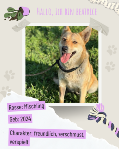 Blau beige zerrissen steckbrief haustier foto instagram post