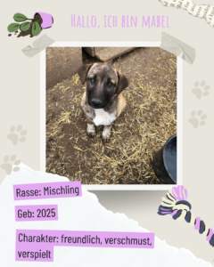 Blau beige zerrissen steckbrief haustier foto instagram post