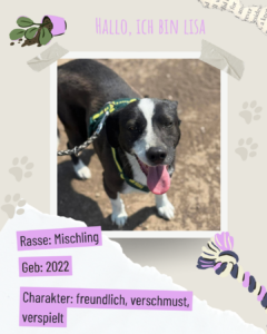 Blau beige zerrissen steckbrief haustier foto instagram post