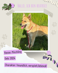 Blau beige zerrissen steckbrief haustier foto instagram post