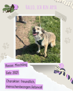 Blau beige zerrissen steckbrief haustier foto instagram post