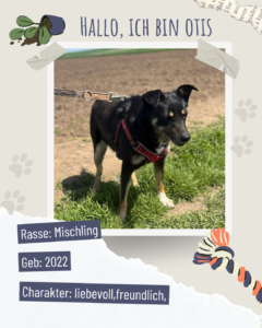 Blau beige zerrissen steckbrief haustier foto instagram post